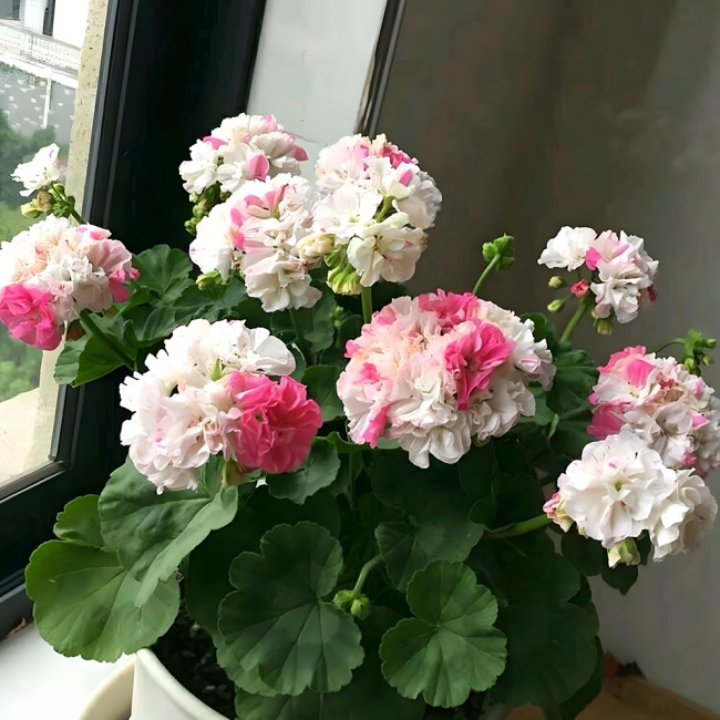 Unique 'Jiasheng' Geranium Seeds - White & Pink Double-Colored Cranesbills