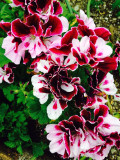 Exotic 'Heimei' Geranium Seeds - White, Red, Black Cranesbills Trio