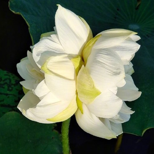 Rare 'Bai Lian Twins' Series Double-Petaled Lotus Seeds - Nelumbo Nucifera, Large Pure White Blooms