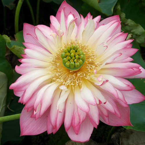 Sanhua Series Nelumbo Nucifera Lotus Seeds - Large Double-Petal Rare Pink and White Lotus Flowers