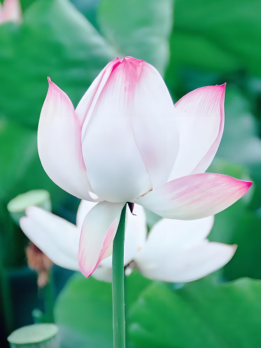 Baixue Series Lotus Seeds - Rare Nelumbo nucifera - Large Double Petals - Pure White with Pink Edges