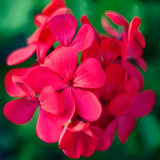 Rare Rose Red Geranium Seeds - 'Meifangju' Series