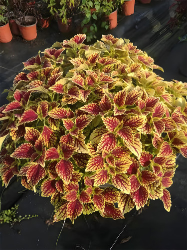 'Honglv Meiren' Series Coleus Seeds – Rust Red and Yellow Foliage with Serrated Edges