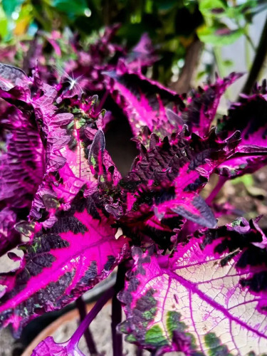 Vibrant Crimson Beauty: 'Huolong' Series Coleus Seeds with Black Serrated Edges