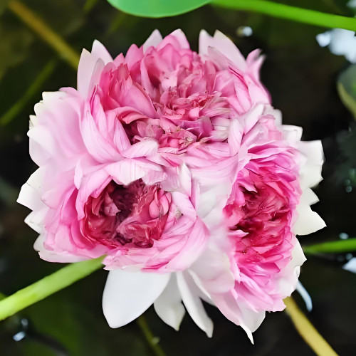 Exotic 'Triplets' Series Large Pink Lotus Seeds - Rare Nelumbo nucifera