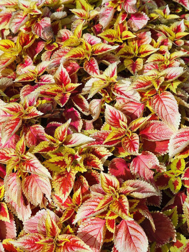 Vibrant 'Wuli' Series Coleus Seeds - Red, Pale Pink, and Gold Leaves with Serrated Edges
