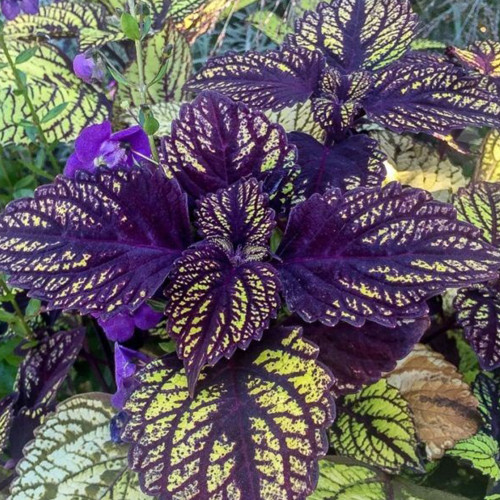 Exotic 'Guimei' Series Coleus Seeds - Purple Foliage with a Touch of Green and Jagged Margins