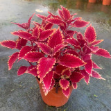 Jin Fenghuang Series Coleus Seeds - Stunning Magenta Leaves with Orange Serrated Edges