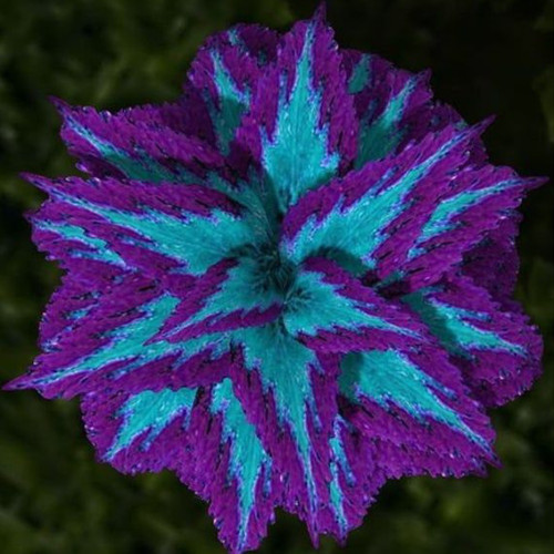 Haiyang' Series Blue Coleus Seeds featuring Large Purple Serrated Edges