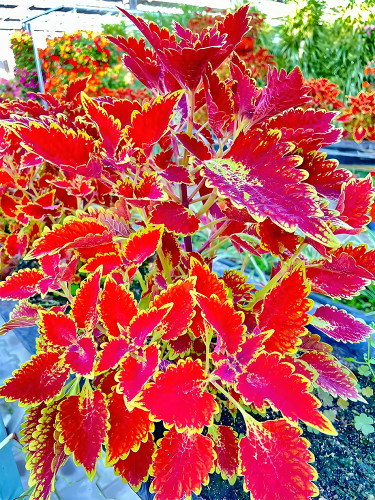 Penghuo Series Coleus Seeds - Fiery Red Leaves with Golden Serrated Edges