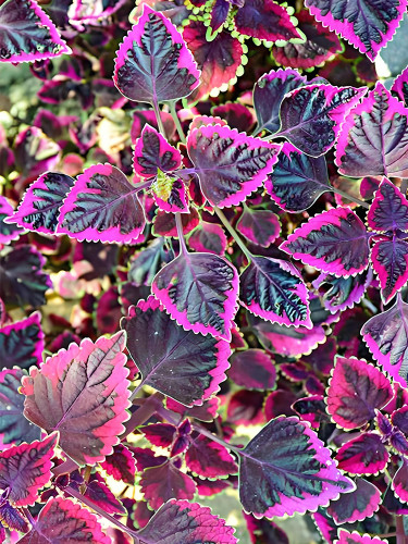 Exotic 'Cai Hong' Series Coleus Seeds - Black Foliage with Pink Serrated Edges