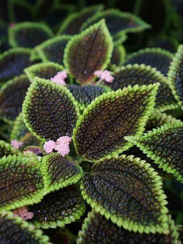 Heishe Series Coleus Seeds - Black Leaves with Green Serrated Edges