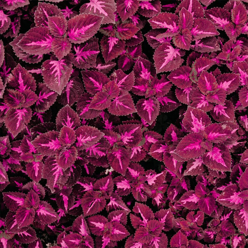 Red Pearl Series Coleus Seeds - Vibrant Red Leaves with Rose Red Veining