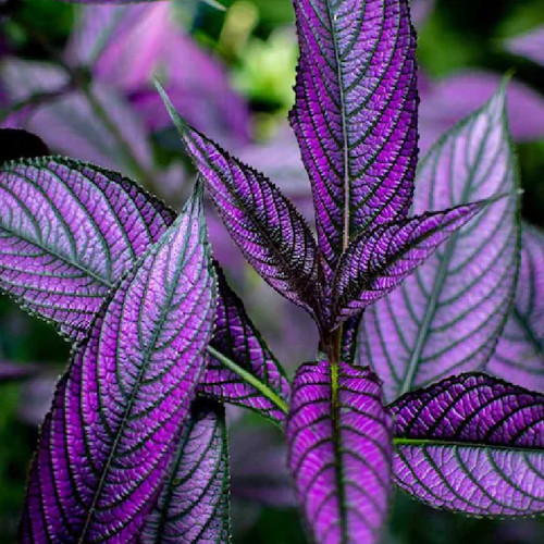 Vibrant Purple Coleus Seeds with Striking Black Veins