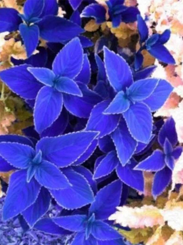 Vibrant 'Jingdian' Series Coleus Seeds - Purplish Blue Leaves with White Serrated Edges