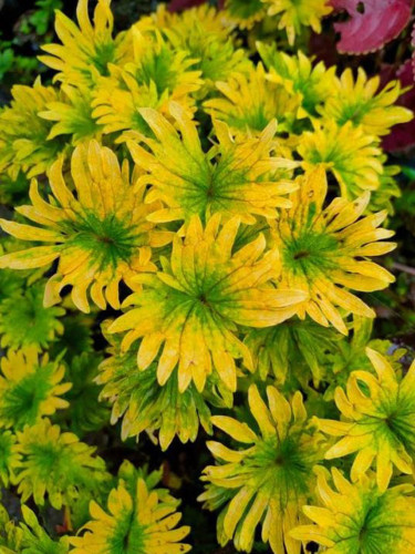 Chrysanthemum-Like Yellow Coleus Seeds with Green Center
