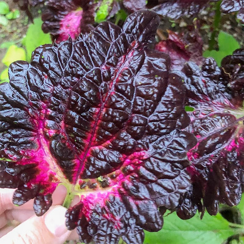 Daji Series Coleus Seeds - Striking Black Leaves with Red and Magenta Veins