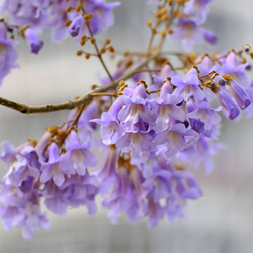 Fast-Growing Paulownia Tree Seeds - Purple Flowering Variety