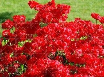 Sims Azalea Rhododendron simsii Seeds, Red