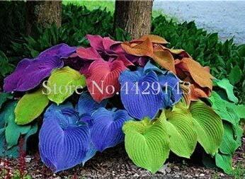 Rainbow Hosta Seeds