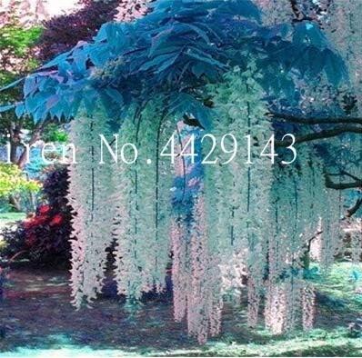 Wisteria Seeds, Light Greenish White Flowers