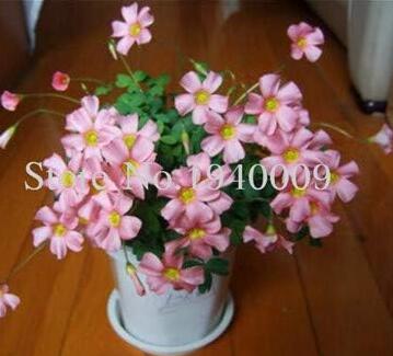 Oxalis Wood Sorrel Flower Seeds, Pink