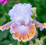 Rare Iris, Light Purplish White and Rainbow Flowers