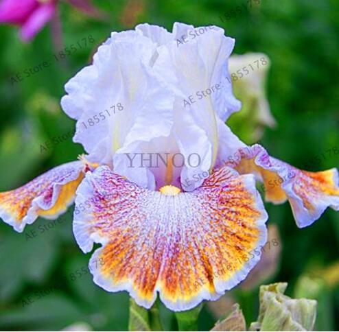 Rare Iris, Light Purplish White and Rainbow Flowers