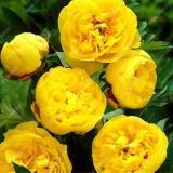Yellow Peony Seeds, Double Flowers