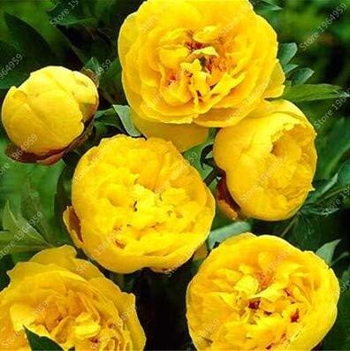 Yellow Peony Seeds, Double Flowers