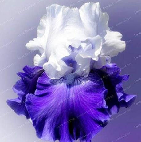 Rare Iris, White and Purple Double Flowers