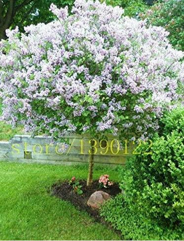 White Japanese Lilac Seeds