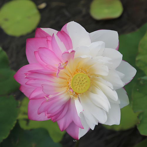 Lotus Seeds, 'Double Duet Series' Large Double Petals, Half Pink Half White
