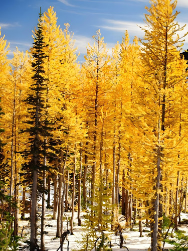 Larch Seeds, 'Golden Noodles' Series, Heirloom Larix Tree, Golden-yellow Needle-like Leaves