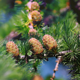 Larch Seeds, 'Green Noodles' Series, Heirloom Larix, Evergreen Tree