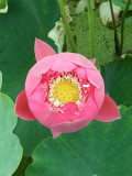 Lotus seeds, 'Pink Embroidered Ball' series, Large Spherical Flowers