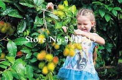 Mixed Rambutan Fruit Malaysia Miracle Non-GMO Fruit Seeds