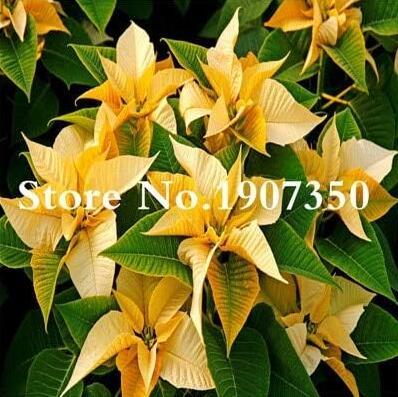 Euphorbia Pulcherrima Seeds, 100 Seeds