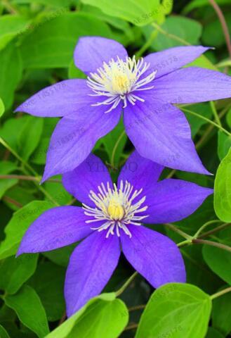 Clematis Hybridas Seed, Purple Flowers