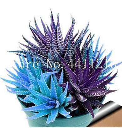 Colorful Rare Cactus Aloe Bonsai Seeds