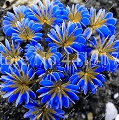 100Pcs Exotic Rainbow Oxalis Seed Versicolor Flower, Seed Clover Plants