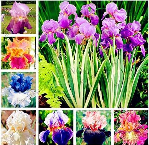 Mixed Color Iris Flower Seeds