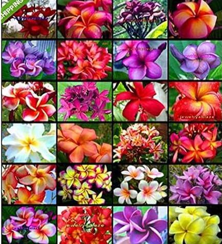 Plumeria Hawaiian Foam Frangipani Flowers Seeds