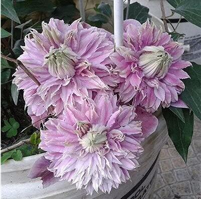 Exotic Clematis Seeds, Light Pinkish Purple Double Flowers
