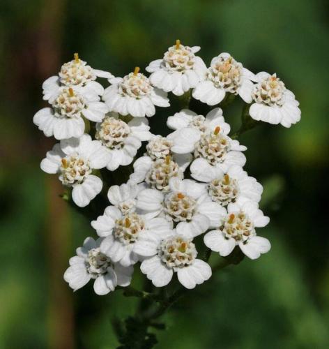 Achillea Millefolium Occidentalis 100 Semi - Millefoglie White Yarrow Seeds