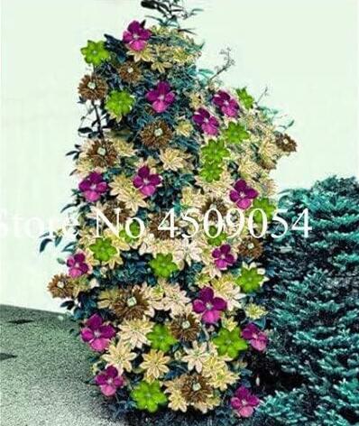 Climbing Clematis Seeds, Mixed