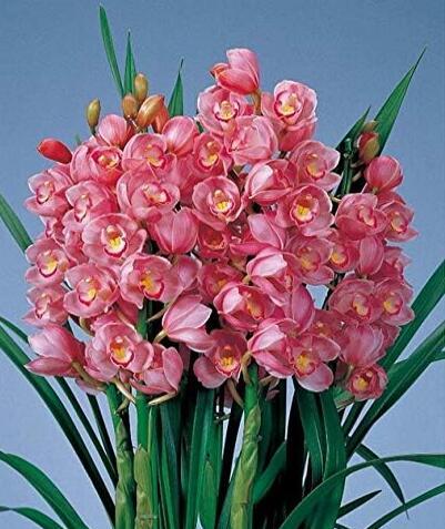 Chinese Cymbidium Orchid Flower Seeds (150 Seeds)