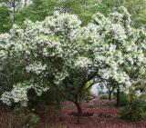 20 Chinese Strip Tree Seeds, Chionanthus retusus