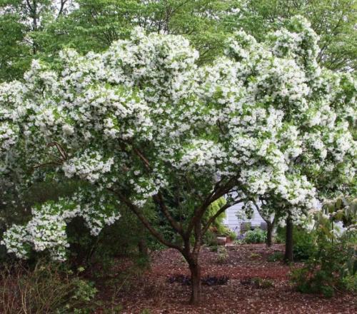 20 Chinese Strip Tree Seeds, Chionanthus retusus