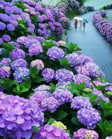 Hydrangea Seeds, Purple